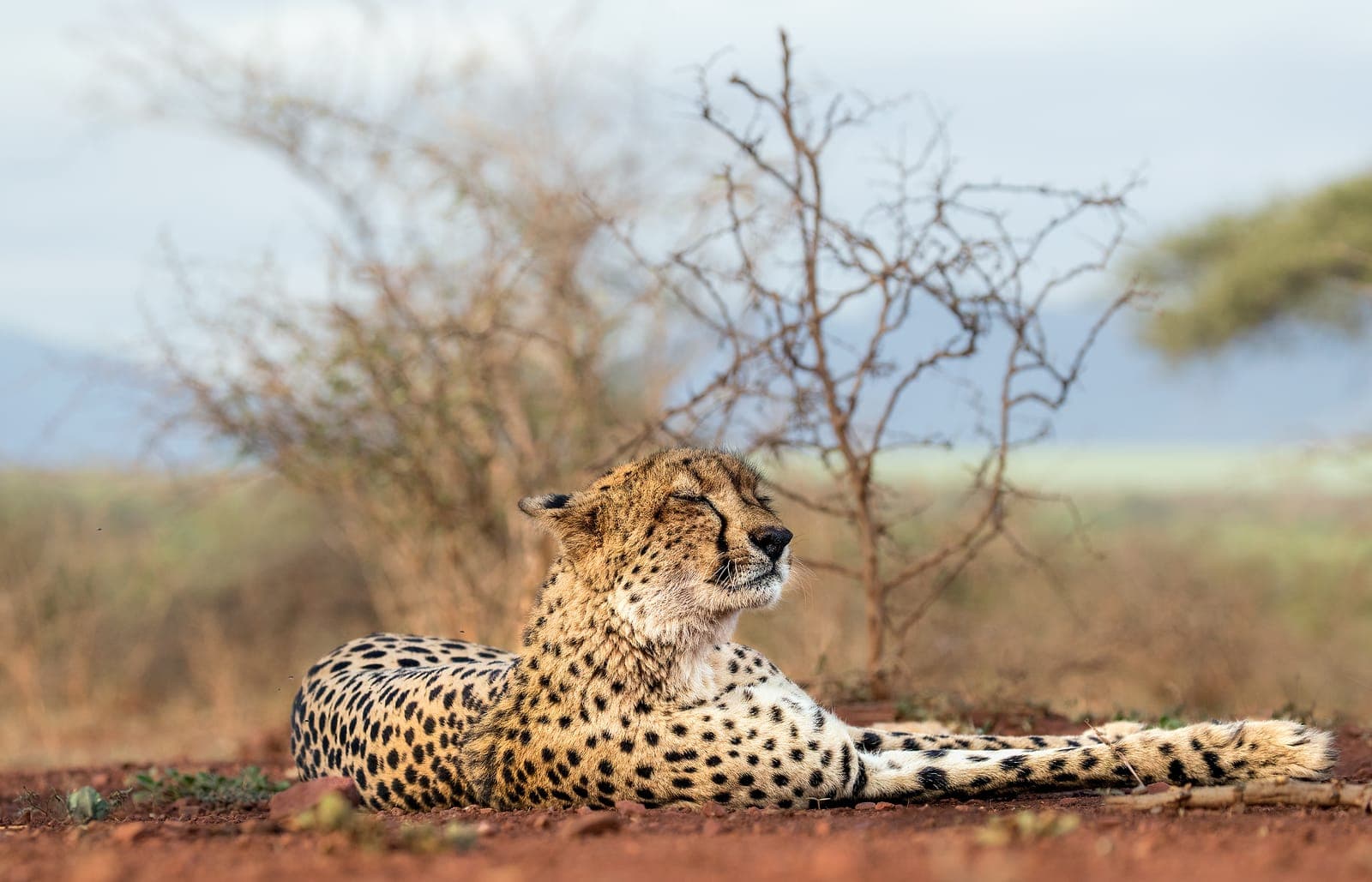 Safari in Special Vehicles