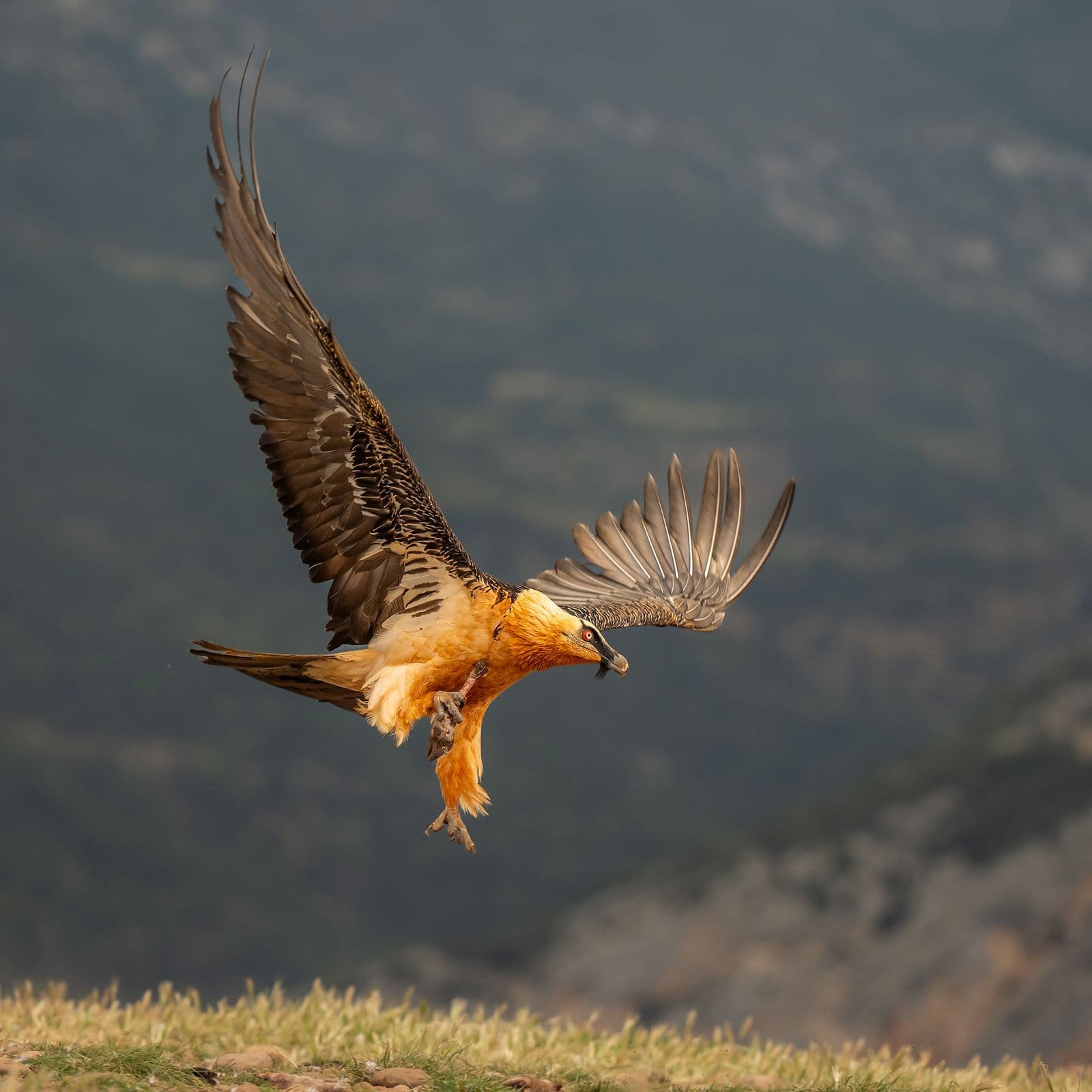 Vulture Frenzy