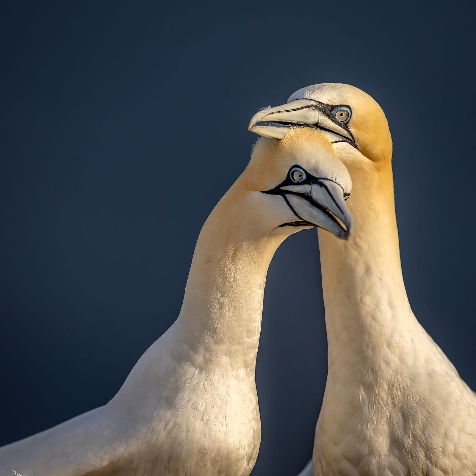 Helgoland June 2027 (kopia)