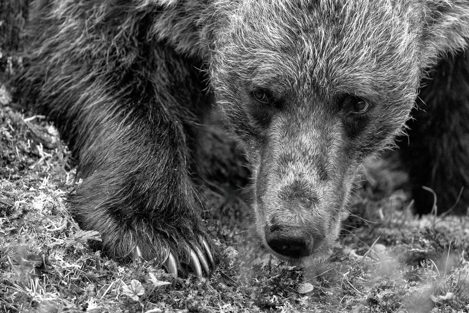 Osos y lobos en las clásicas tierras finlandesas