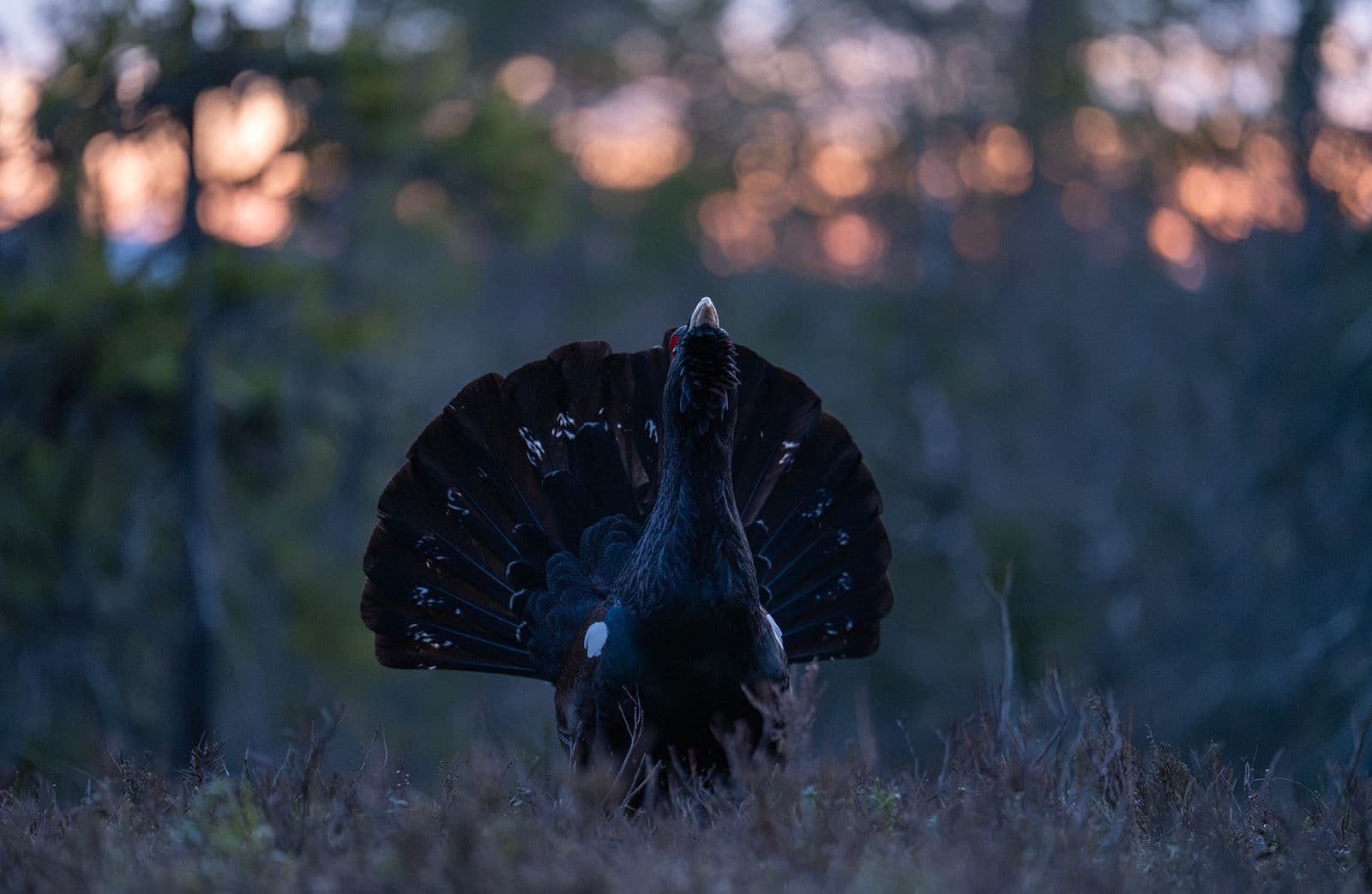 Capercaillie and White-tailed Eagle