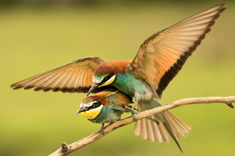 Don’t Miss the Moment: How to Use Focus Recall for Wildlife Photography